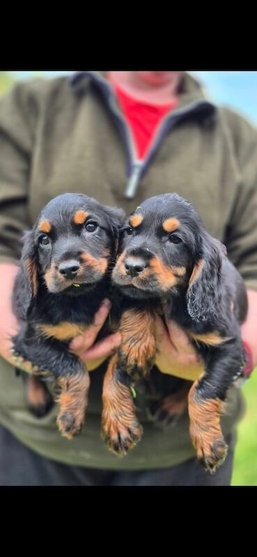 Cocker Spaniel puppies for sale in Ballymena, County Antrim – 8 months old - Image 2 of 3
