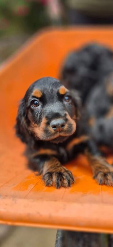 Cocker Spaniel puppies for sale in Ballymena, County Antrim – 8 months old - Image 3 of 3