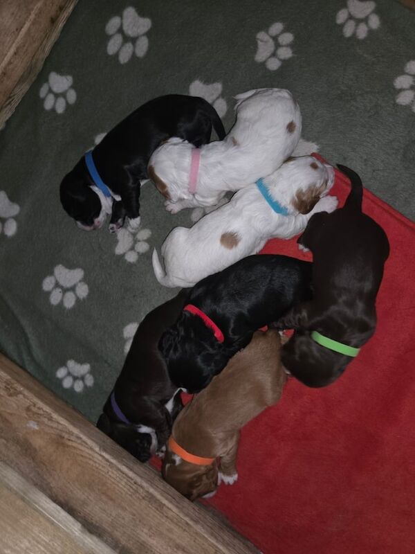 Cocker Spaniel puppies for sale in Middlesbrough, North Yorkshire – 2 weeks old