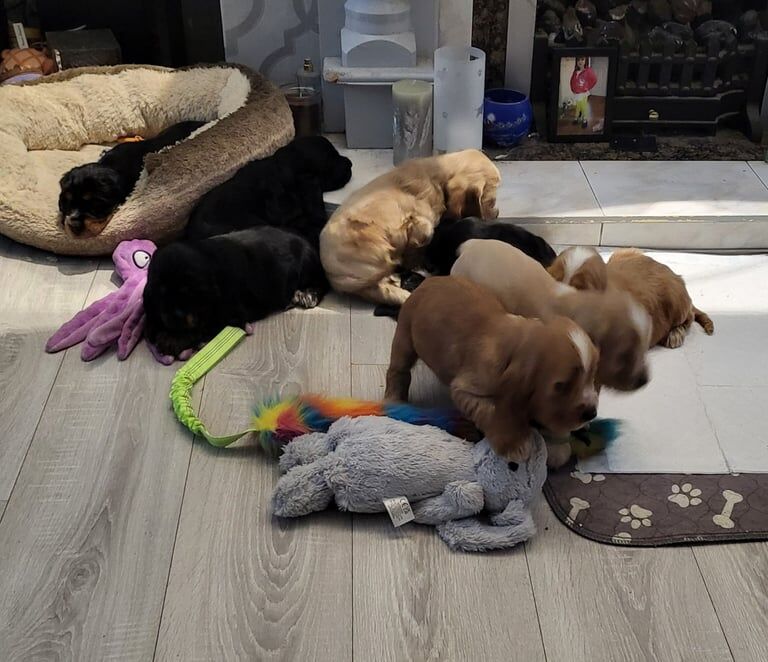 Cocker Spaniel puppies for sale in Holywood, County Down – 10 weeks old - Image 2 of 3