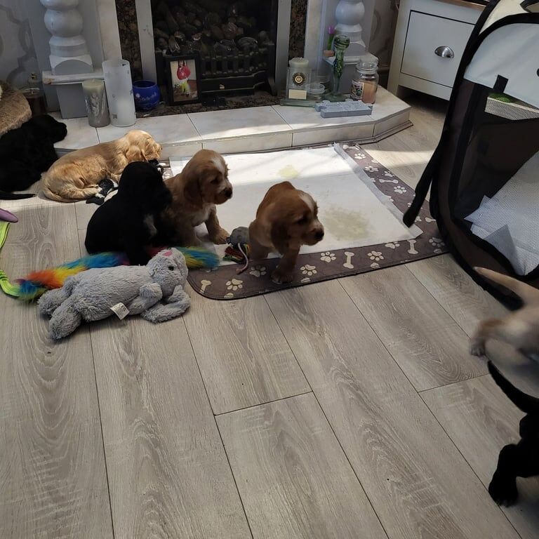 Cocker Spaniel puppies for sale in Holywood, County Down – 10 weeks old - Image 3 of 3