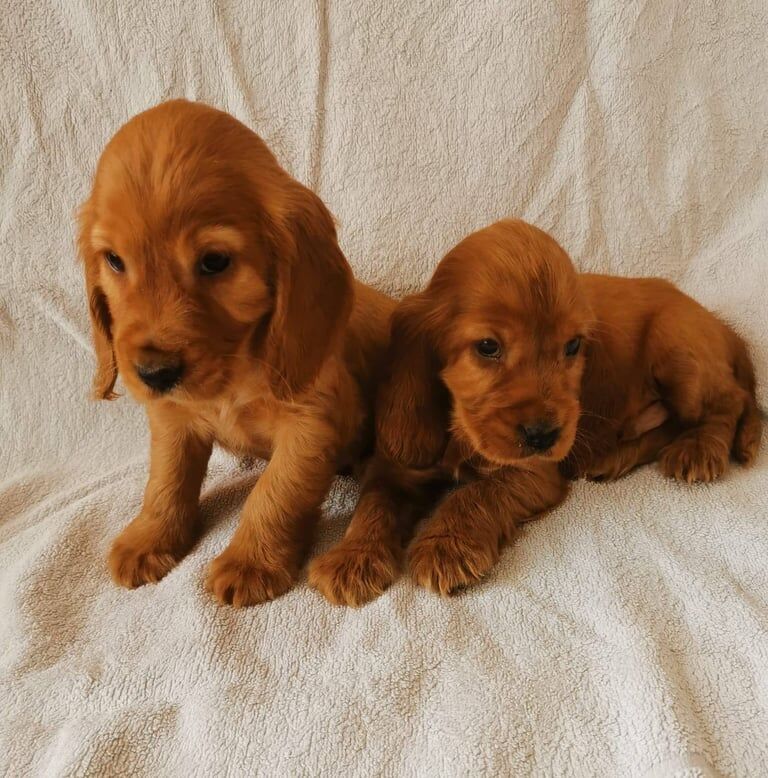 Cocker Spaniel puppies for sale in Enniskillen, County Fermanagh – 8 weeks old