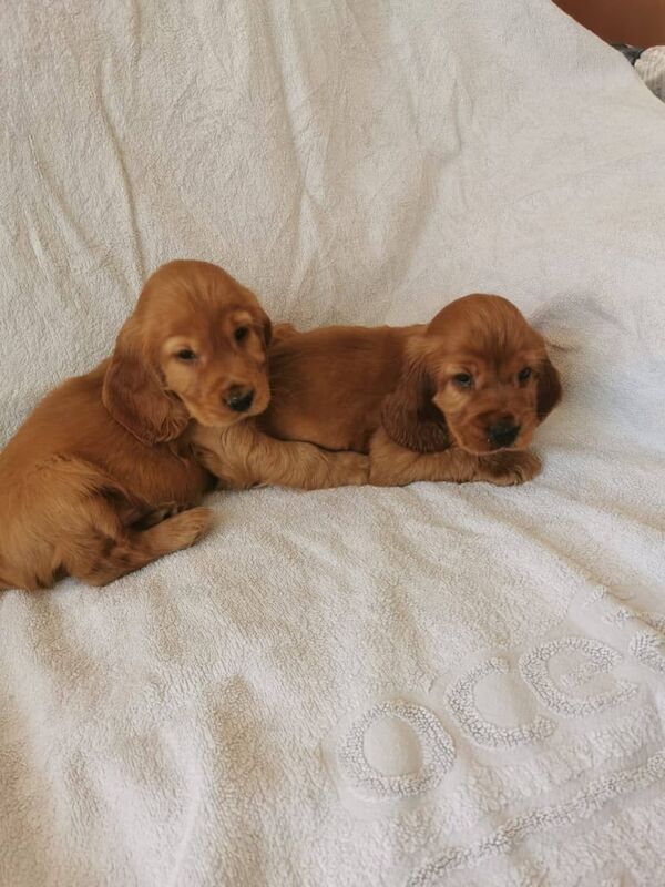 Cocker Spaniel puppies for sale in Enniskillen, County Fermanagh – 10 weeks old - Image 2 of 2