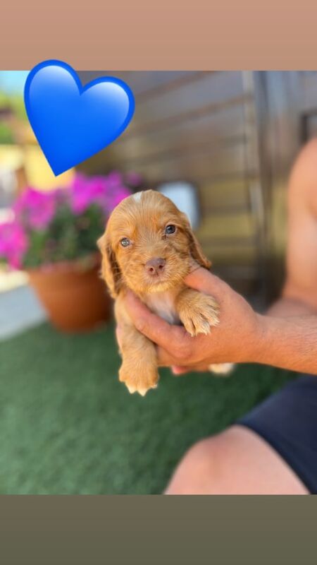 Cocker Spaniel puppies for sale in St Neots, Cambridgeshire – 5 weeks old