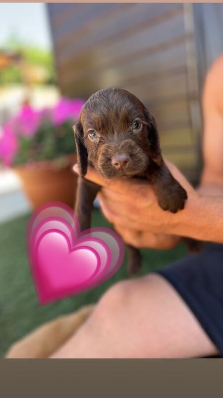 Cocker Spaniel puppies for sale in St Neots, Cambridgeshire – 5 weeks old - Image 2 of 3