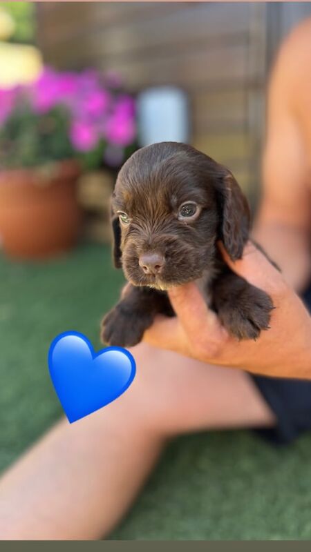 Cocker Spaniel puppies for sale in St Neots, Cambridgeshire – 5 weeks old - Image 3 of 3