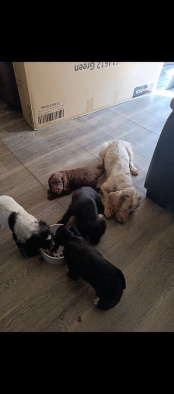 Cocker Spaniel puppies for sale in Great Yarmouth, Norfolk – 8 weeks old
