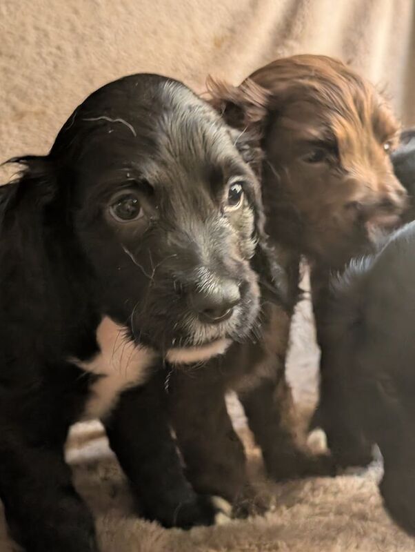 Cocker Spaniel puppies for sale in Great Yarmouth, Norfolk – 8 weeks old - Image 2 of 3