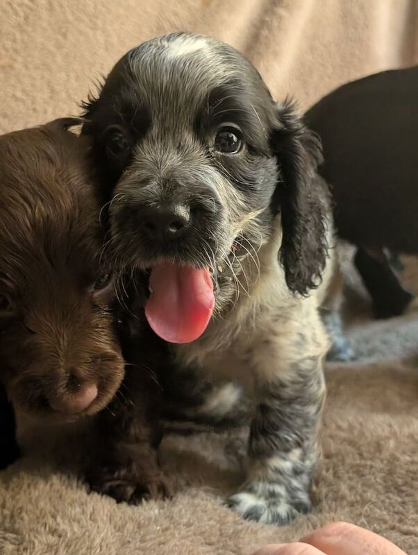 Cocker Spaniel puppies for sale in Great Yarmouth, Norfolk – 8 weeks old - Image 3 of 3