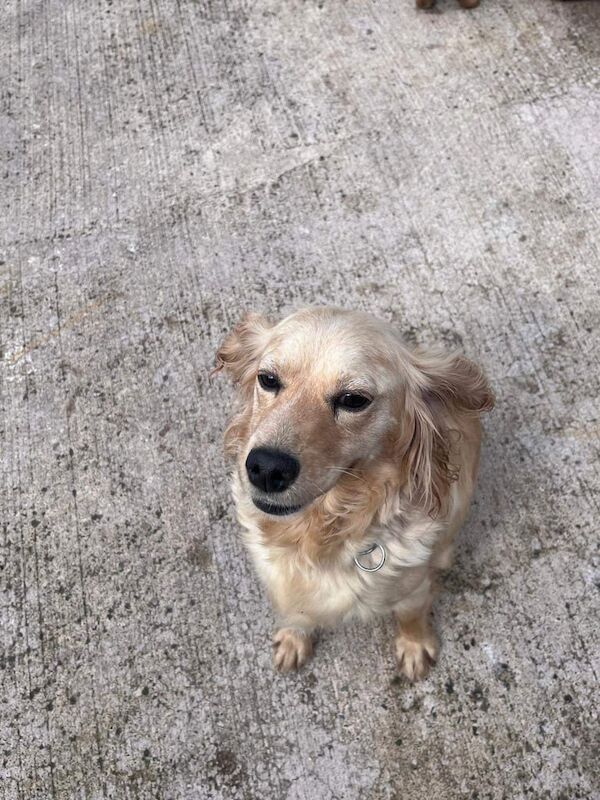 Cocker Spaniel puppies for sale in Omagh, County Tyrone – 8 weeks old