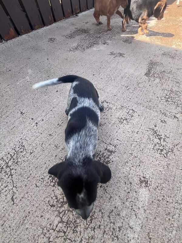 Cocker Spaniel puppies for sale in Omagh, County Tyrone – 6 months old - Image 2 of 3