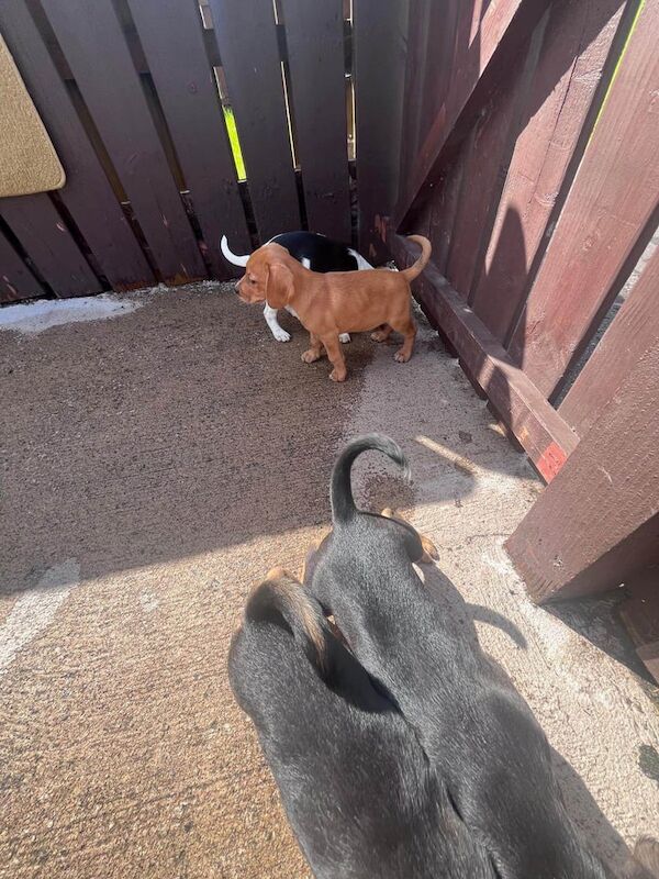 Cocker Spaniel puppies for sale in Omagh, County Tyrone – 6 months old - Image 3 of 3