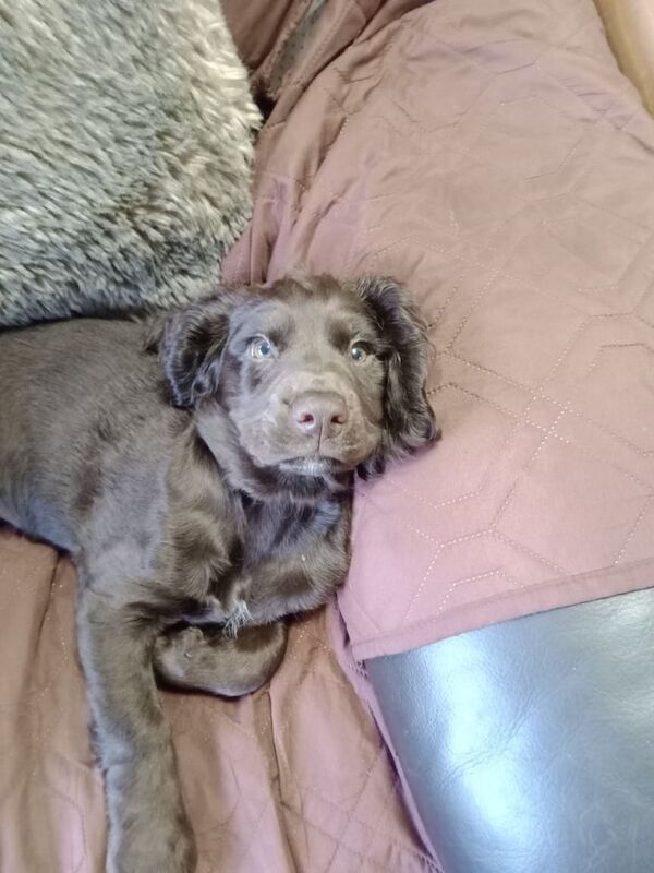 Cocker Spaniel puppies for sale in Charlestown of Aberlour, Banffshire – 10 weeks old