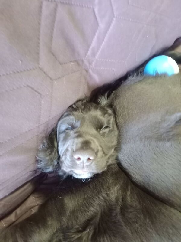 Cocker Spaniel puppies for sale in Charlestown of Aberlour, Banffshire – 10 weeks old - Image 3 of 3