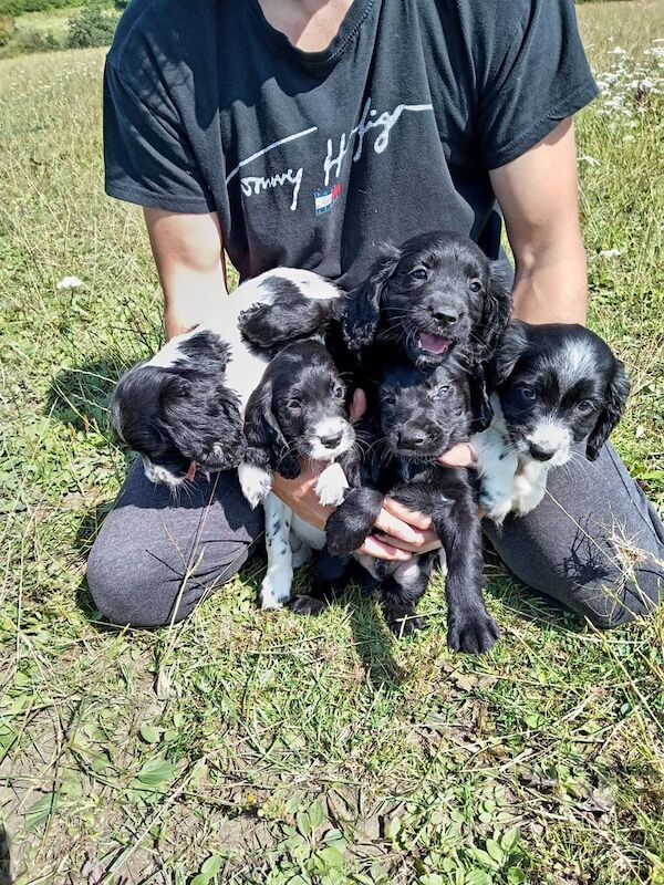 Cocker Spaniel puppies for sale in Murton, Durham – 8 weeks old
