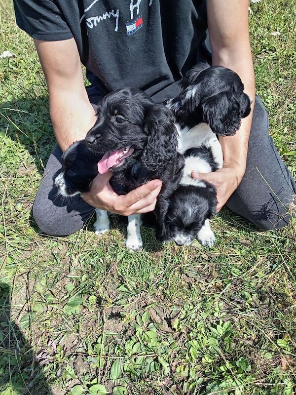 Cocker Spaniel puppies for sale in Murton, Durham – 8 weeks old - Image 2 of 3