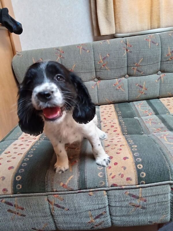 Cocker Spaniel puppies for sale in Murton, Durham – 8 weeks old - Image 3 of 3