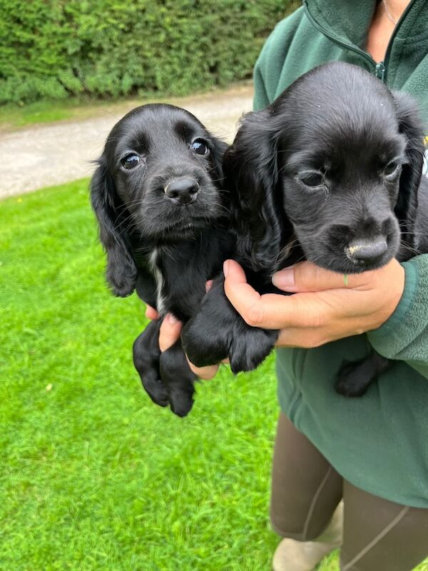 Cocker Spaniel puppies for sale in Ormskirk, Lancashire – KC registered, 8 weeks old