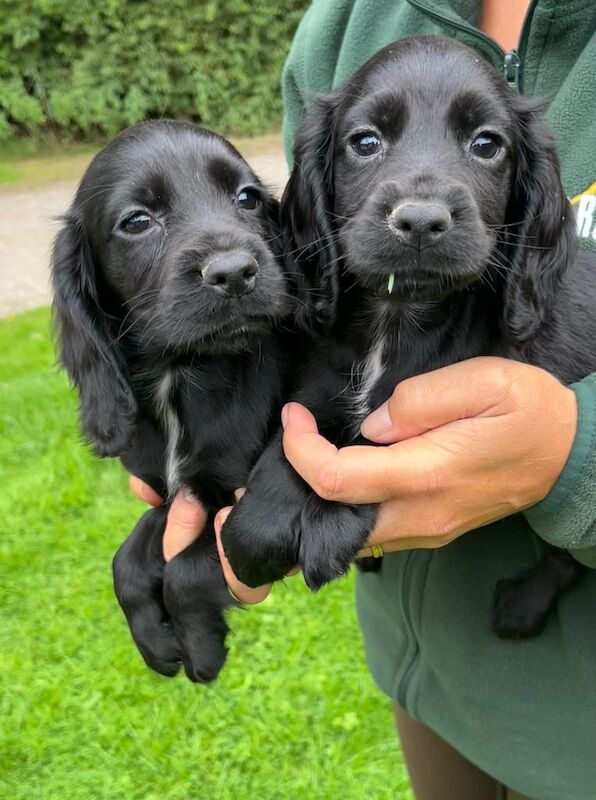 Cocker Spaniel puppies for sale in Ormskirk, Lancashire – KC registered, 8 weeks old - Image 3 of 3