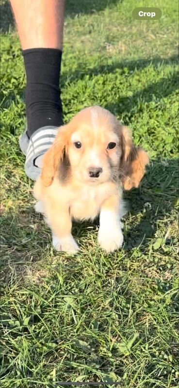 Cocker Spaniel puppies for sale in Bath, Somerset – 9 weeks old