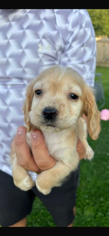 Cocker Spaniel puppies for sale in Bath, Somerset – 9 weeks old - Image 2 of 3