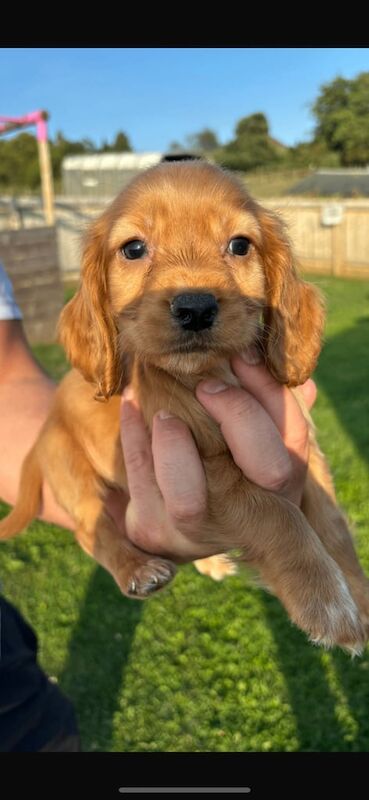 Cocker Spaniel puppies for sale in Bath, Somerset – 9 weeks old - Image 3 of 3