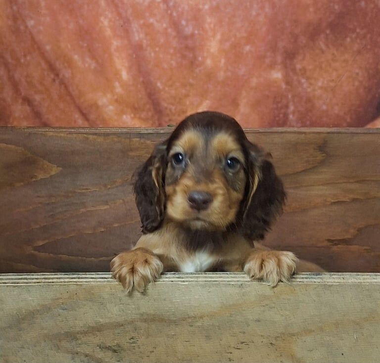 Cocker Spaniel puppies for sale in Drumquin, County Tyrone β 8 weeks old