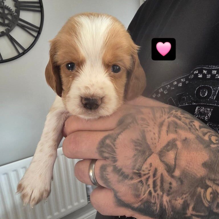 Cocker Spaniel puppies for sale in Esh Winning, Durham – 4 weeks old