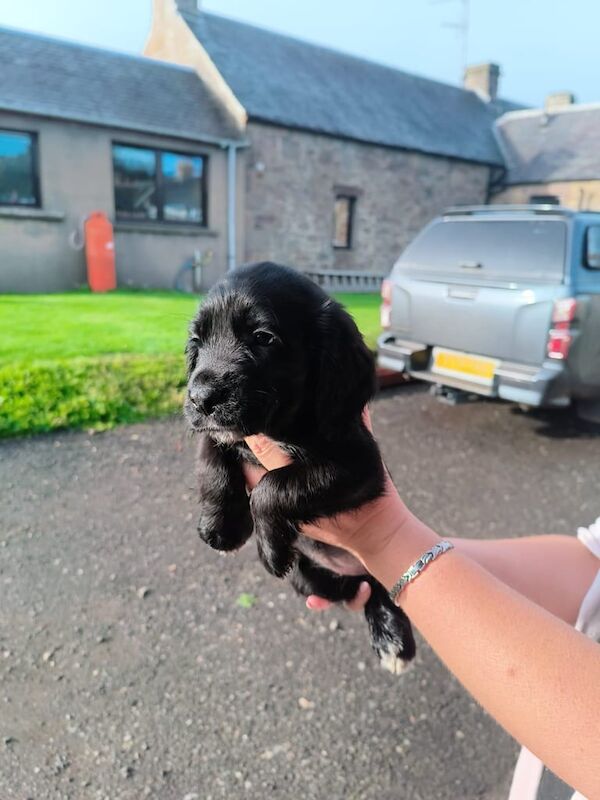 Cocker Spaniel puppies for sale in Perth, Perth and Kinross – KC registered, 7 weeks old