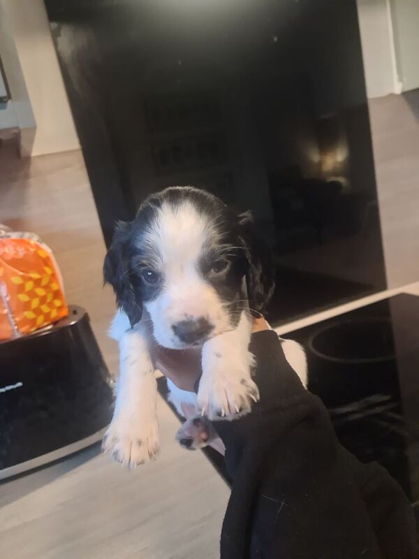 Cocker Spaniel puppies for sale in Holbury, Hampshire – 5 weeks old
