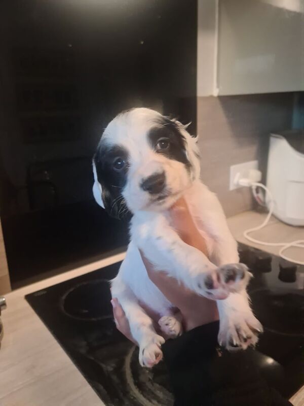 Cocker Spaniel puppies for sale in Holbury, Hampshire – 3 months old - Image 2 of 3