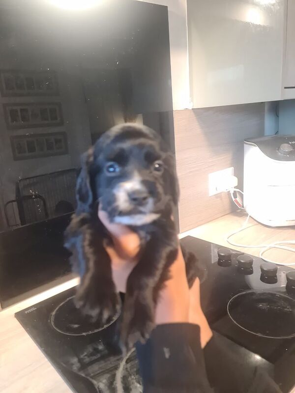 Cocker Spaniel puppies for sale in Holbury, Hampshire – 3 months old - Image 3 of 3