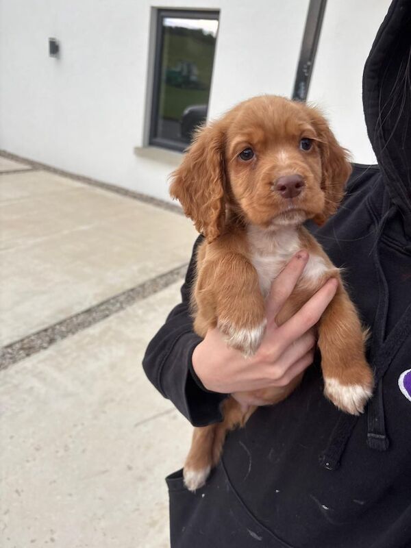 Cocker Spaniel puppies for sale in Dromara, County Down – KC registered, 8 weeks old - Image 3 of 3