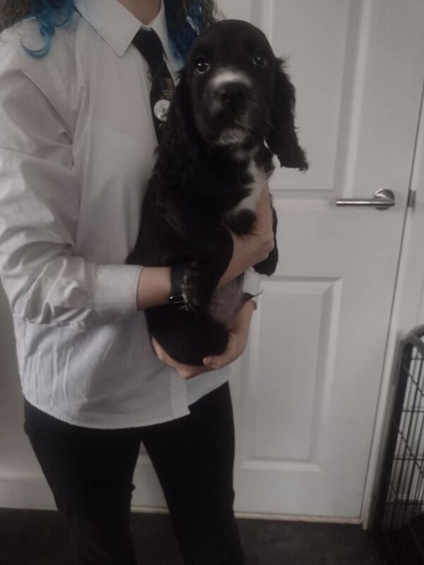 Cocker Spaniel puppies for sale in Heriot, Roxburgh, Ettrick and Lauderdale – KC registered, 9 weeks old