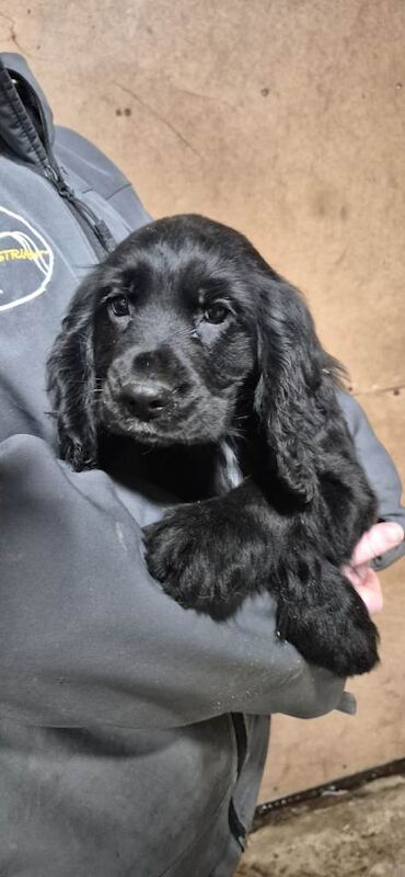 Cocker Spaniel puppies for sale in Ballymena, County Antrim – 10 weeks old