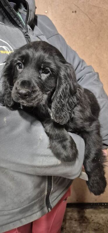 Cocker Spaniel puppies for sale in Ballymena, County Antrim – 10 weeks old - Image 2 of 5