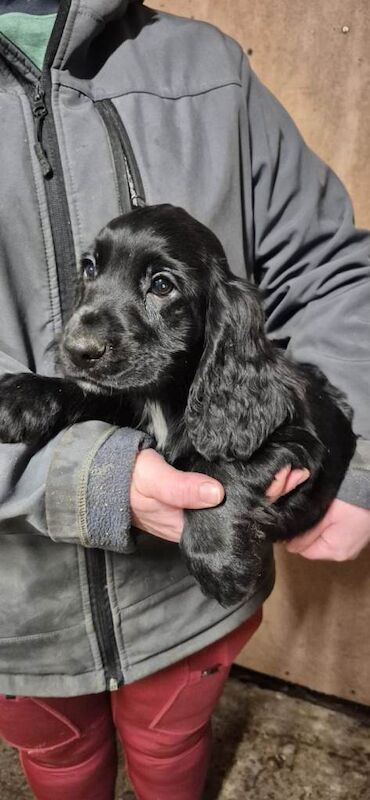 Cocker Spaniel puppies for sale in Ballymena, County Antrim – 10 weeks old - Image 3 of 5