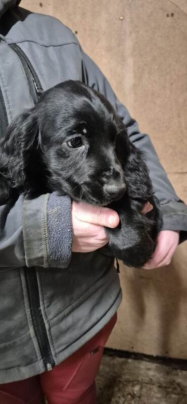 Cocker Spaniel puppies for sale in Ballymena, County Antrim – 10 weeks old - Image 4 of 5