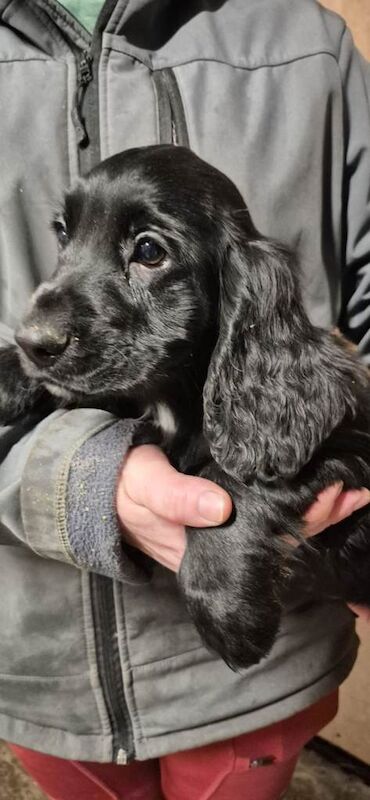 Cocker Spaniel puppies for sale in Ballymena, County Antrim – 10 weeks old - Image 5 of 5