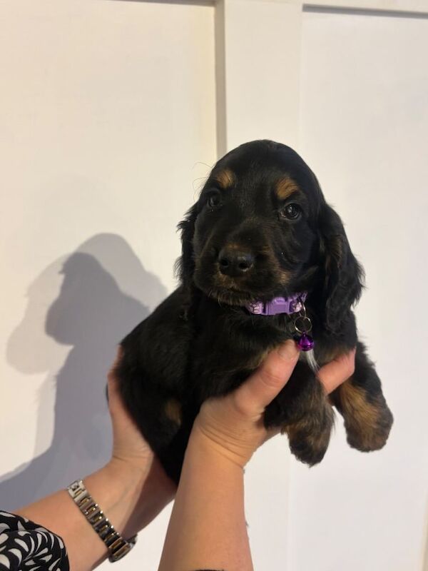 Cocker Spaniel puppies for sale in Dungannon, County Tyrone – KC registered, 8 weeks old