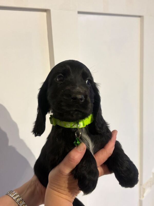 cocker spaniel pups - Image 2 of 3