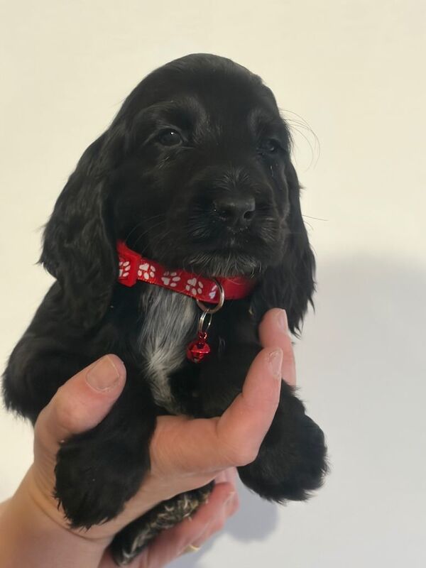 cocker spaniel pups - Image 3 of 3