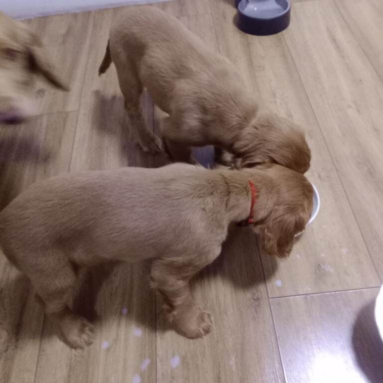 Cocker Spaniel puppies for sale in Charlestown of Aberlour, Banffshire – 10 weeks old