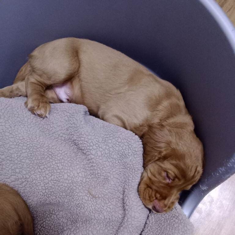 Cocker Spaniel puppies for sale in Charlestown of Aberlour, Banffshire – 10 weeks old - Image 2 of 6