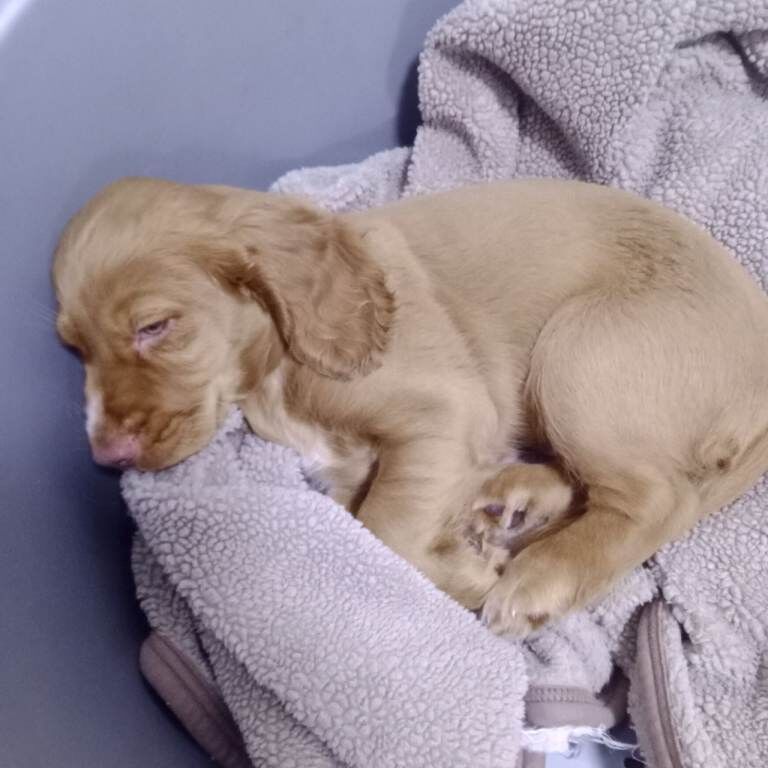 Cocker Spaniel puppies for sale in Charlestown of Aberlour, Banffshire – 10 weeks old - Image 3 of 6