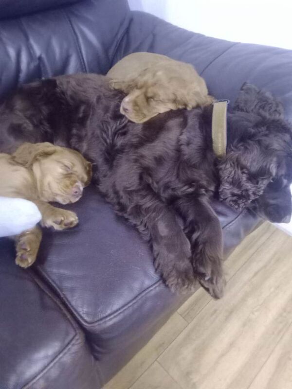 Cocker Spaniel puppies for sale in Charlestown of Aberlour, Banffshire – 10 weeks old - Image 4 of 6