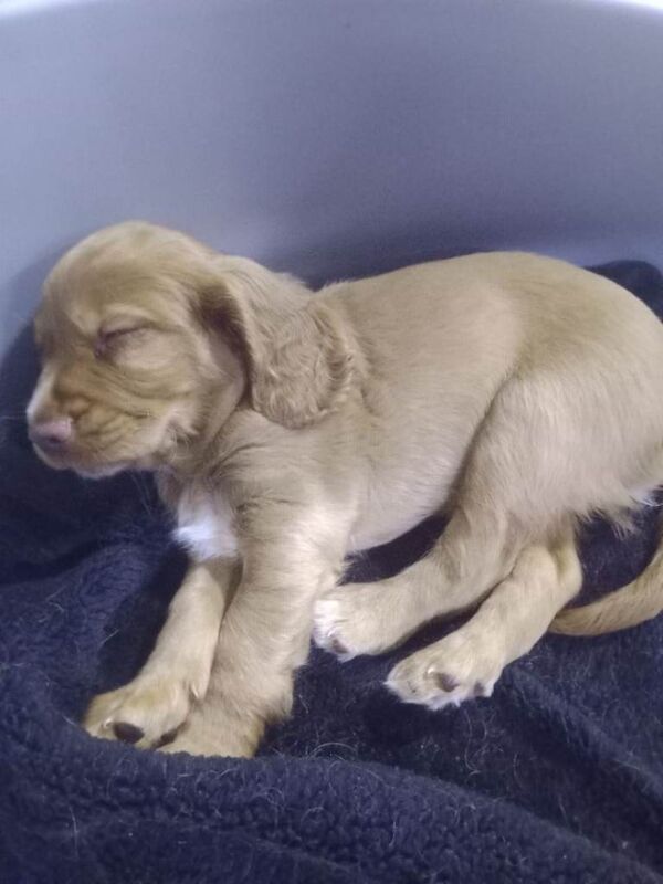 Cocker Spaniel puppies for sale in Charlestown of Aberlour, Banffshire – 10 weeks old - Image 5 of 6