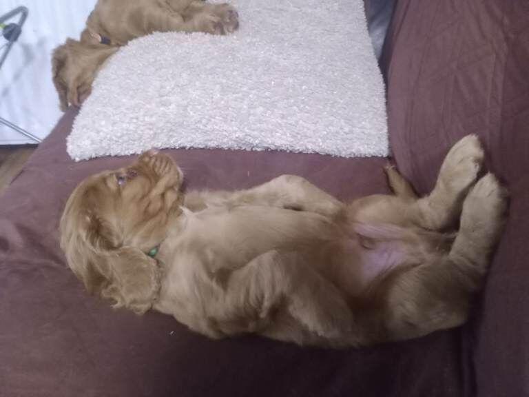 Cocker Spaniel puppies for sale in Charlestown of Aberlour, Banffshire – 10 weeks old - Image 6 of 6