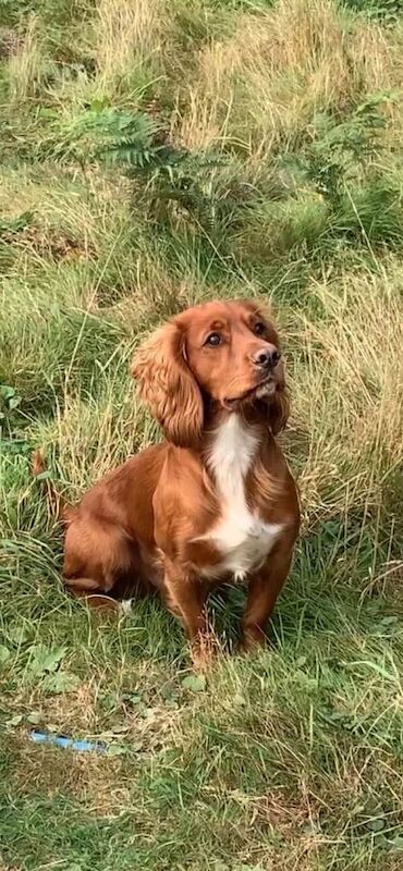 Cocker Spaniel puppies for sale in Dereham, Norfolk – 8 weeks old