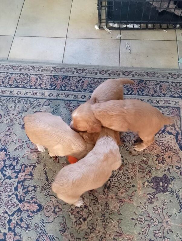 Cocker Spaniel puppies for sale in Dereham, Norfolk – 10 weeks old - Image 2 of 4